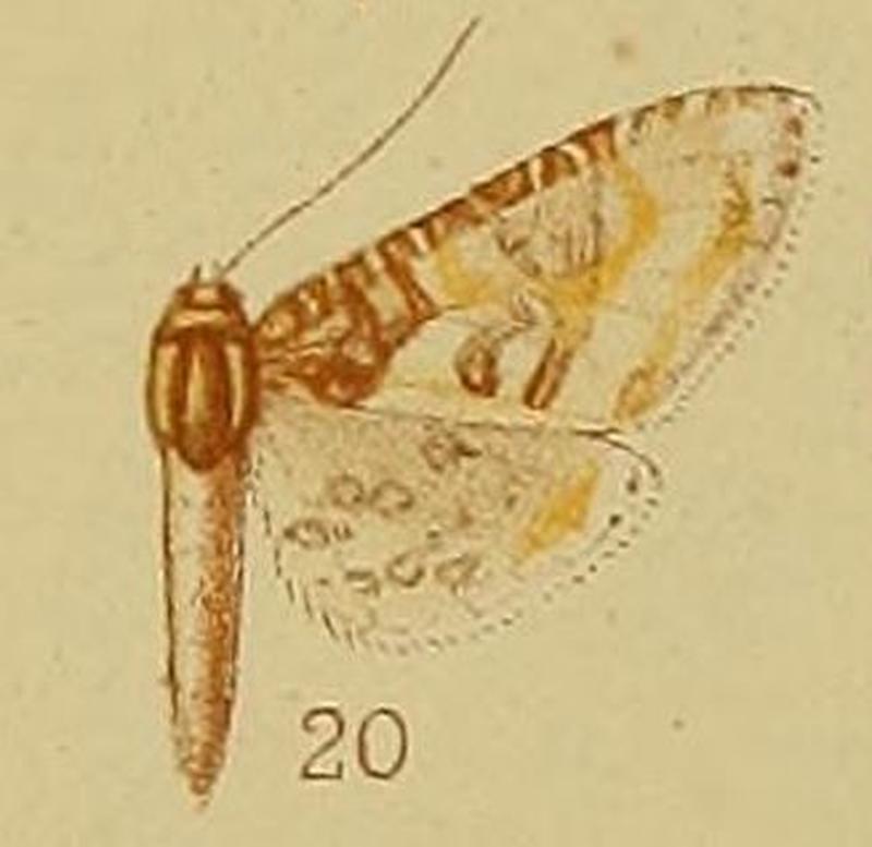 Pl.40-fig.20-Nakawa fuscibasis (Hampson, 1910) (Rhodoneura)