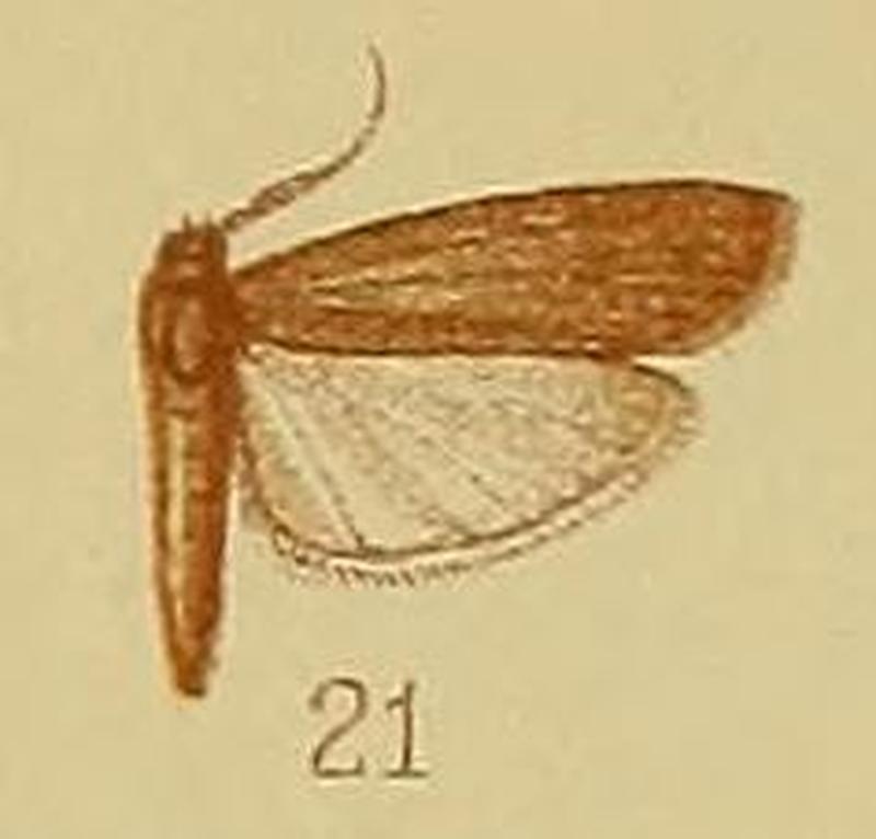 Pl.40-fig.21-Pogononeura xantholepis Hampson, 1910