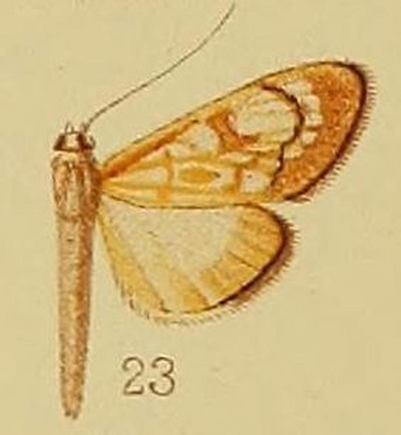 Pl.40-fig.23-Chalcidoptera thermographa Hampson, 1912