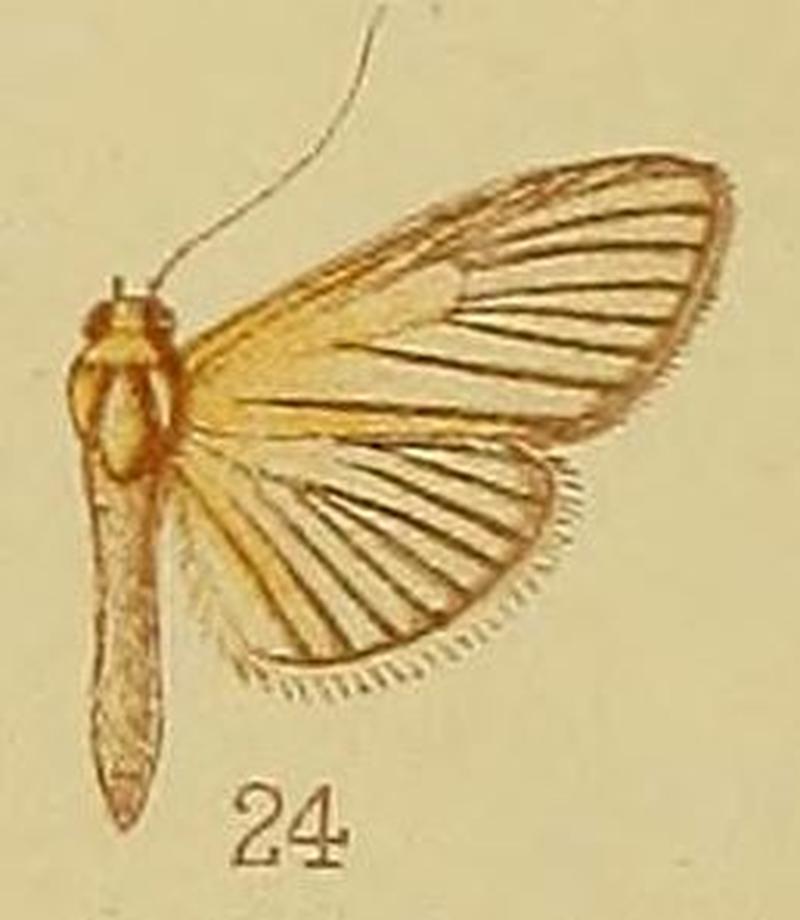 Pl.40-fig.24-Lygropia atrinervalis Hampson, 1910