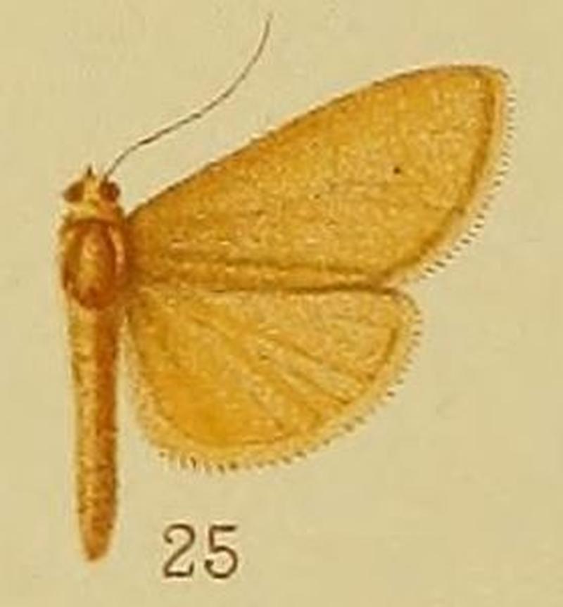 Pl.40-fig.25-Neostege holoxutha Hampson, 1910