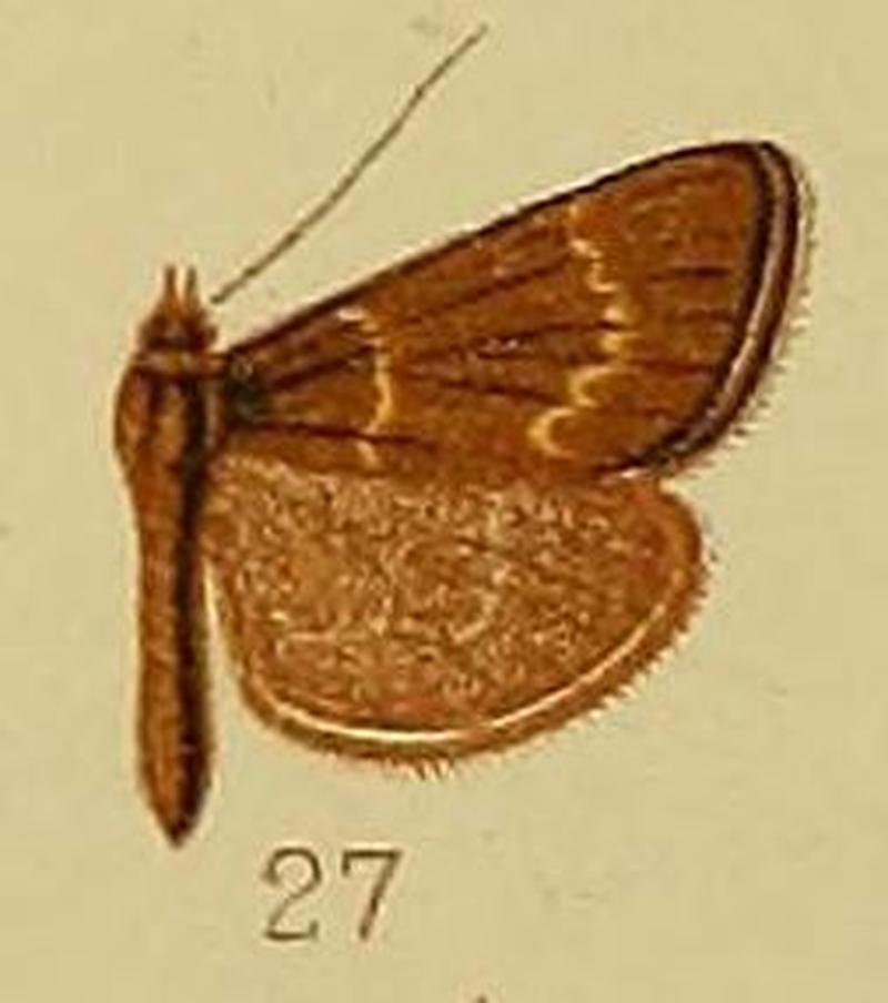 Pl.40-fig.27-Bostra fuscipennis Hampson, 1910