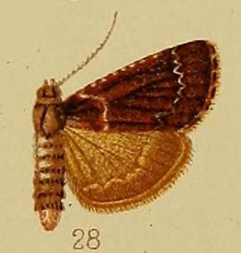 Pl.40-fig.28-Bostra perrubida Hampson, 1910