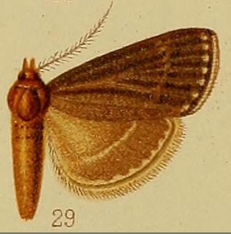 Pl.40-fig.29-Bostra thermialis Hampson, 1910