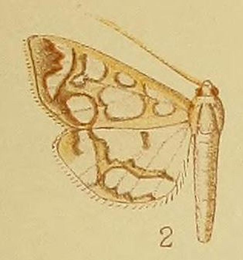 Pl.41-fig.02-Polythlipta camptozona Hampson, 1910