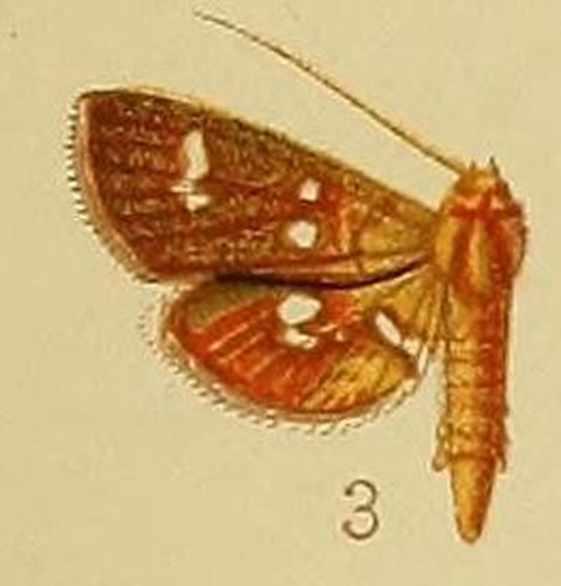 Pl.41-fig.03-Nausinoe argyrosticta (Hampson, 1910) (Lepyrodes)