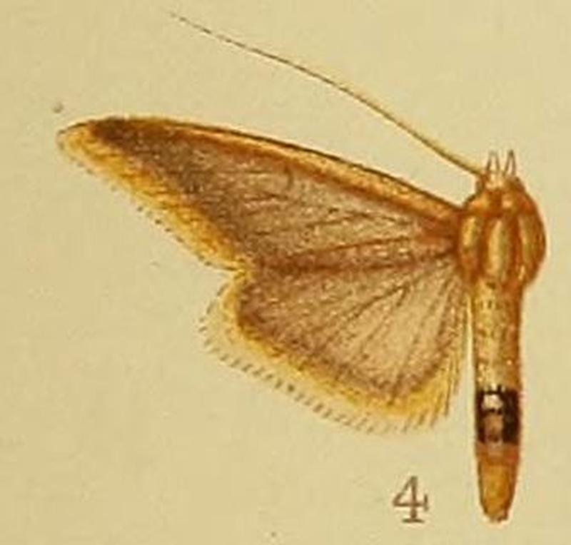 Pl.41-fig.04-Circobotys flaviciliata (Hampson, 1910) (Crocidophora)