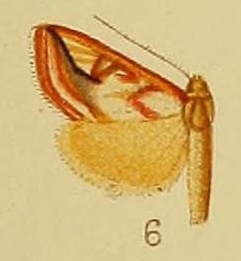 Pl.41-fig.06-Loxostege argyrostacta (Hampson, 1910) (Phlyctoenodes)