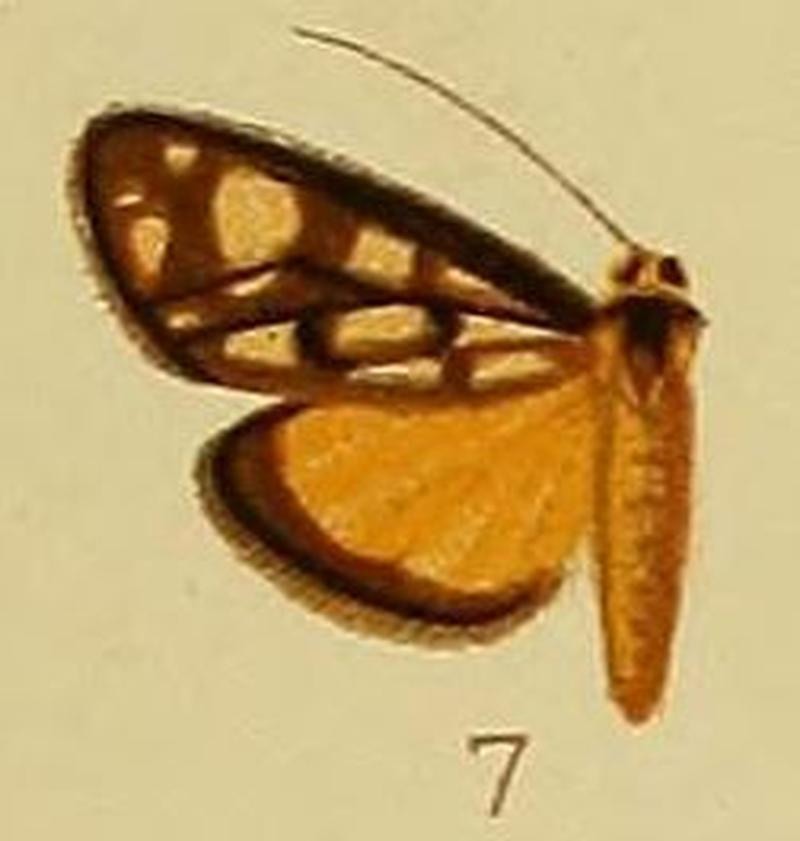 Pl.41-fig.07-Loxostege flavinigralis (Hampson, 1910) (Phlyctoenodes)