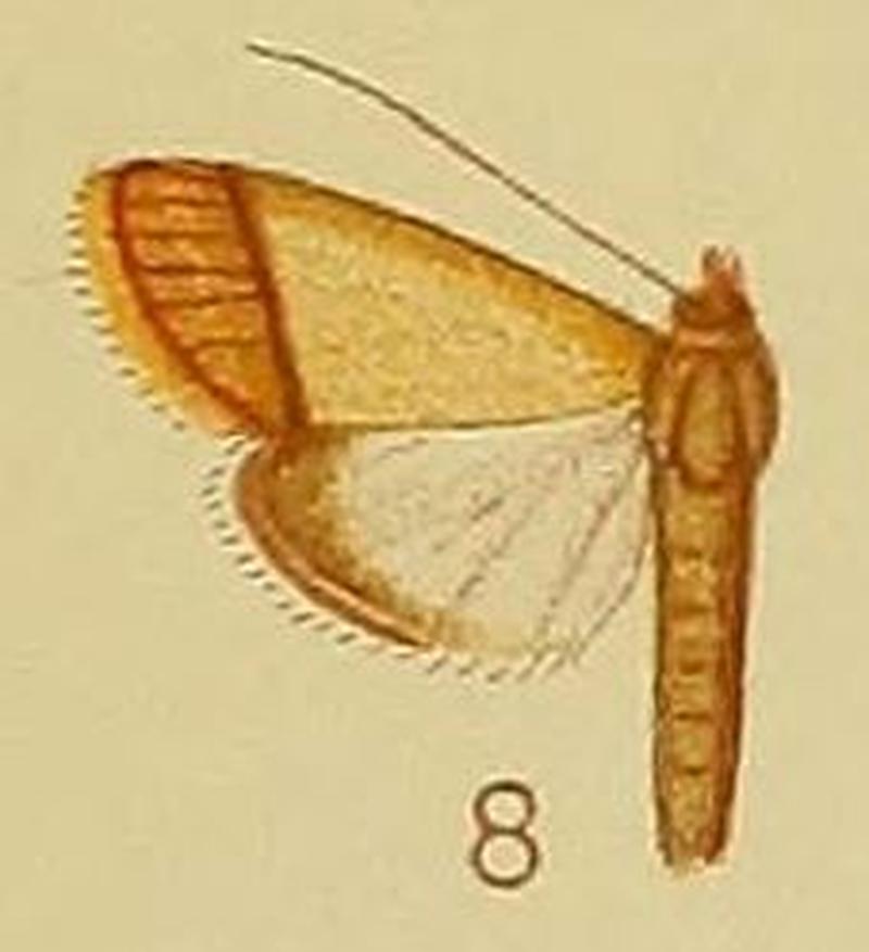 Pl.41-fig.08-Pseudonoorda rubricostalis (Hampson, 1910) (Noorda)