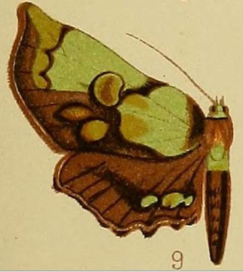 Pl.41-fig.09-Mittonia hampsoni (Distant, 1897) (Macna)