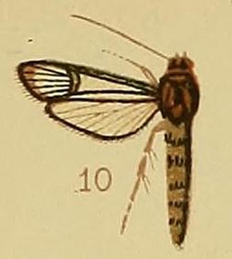 Pl.41-fig.10-Synanthedon cyanescens (Hampson, 1910) (Ichneumenoptera)