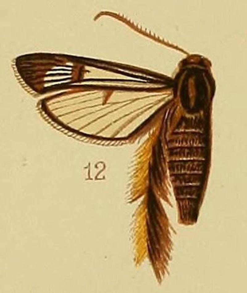 Pl.41-fig.12-Melittia auriplumia Hampson, 1910