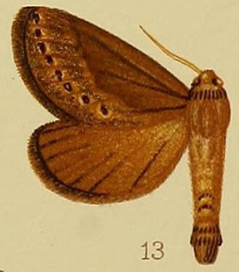 Pl.41-fig.13-Eudalaca stictigrapha (Hampson, 1910) (Dalaca)