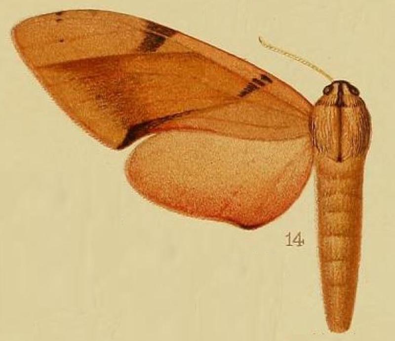 Pl.41-fig.14-Polyptuchus baxteri Rothschild & Jordan, 1908