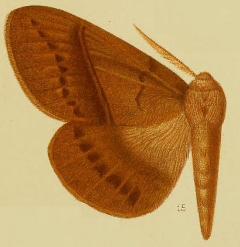 Pl.41-fig.15-Philotherma fuscescens Hampson, 1910