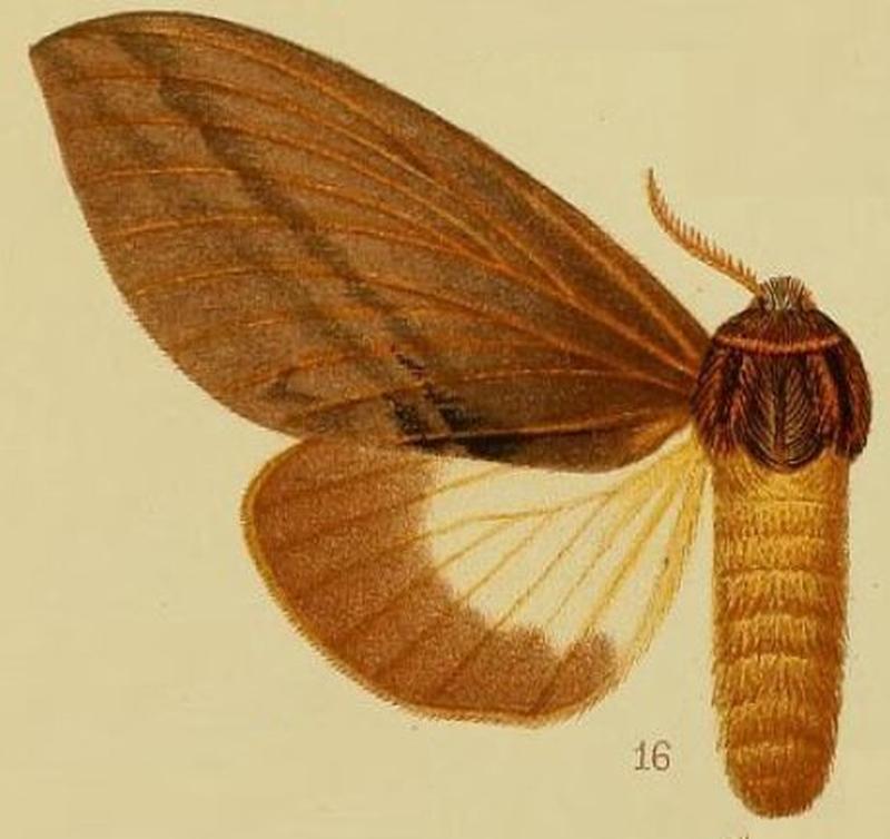 Pl.41-fig.16-Eutricha morosa (Walker, 1865) (syn.Gonometa drucei)