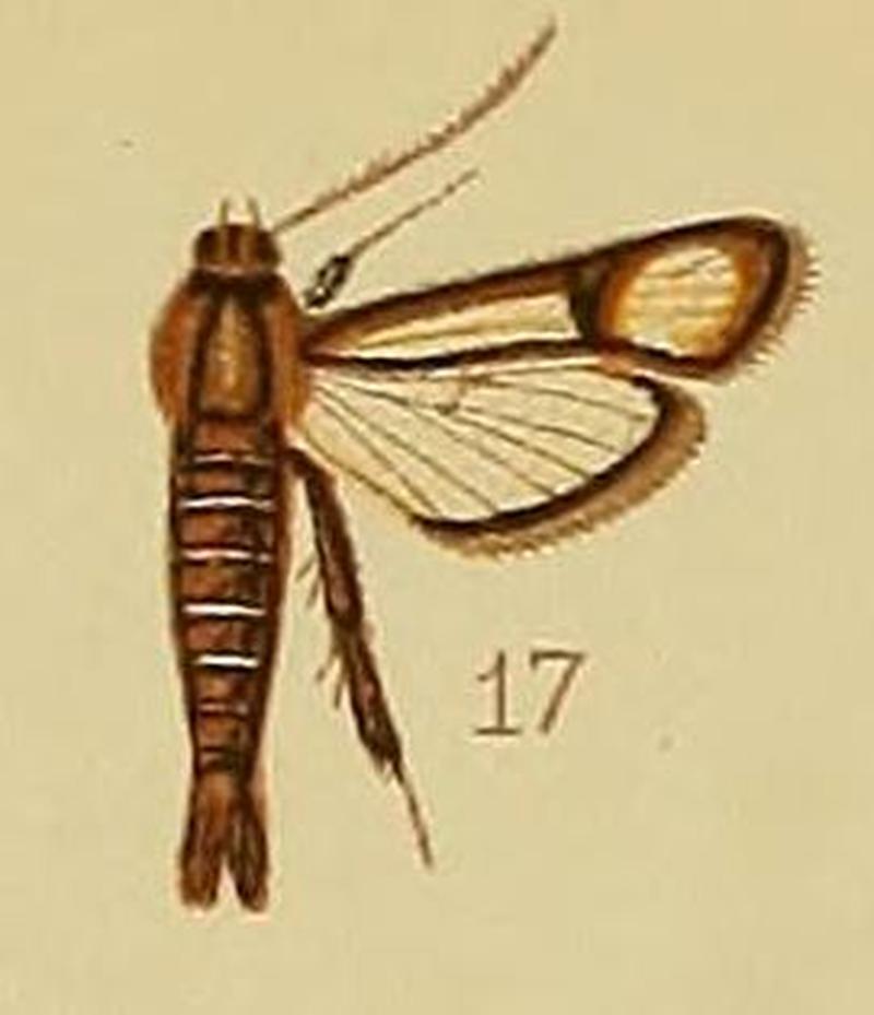 Pl.41-fig.17-Synanthedon flavipalpis (Hampson, 1910) (Lepidopoda)