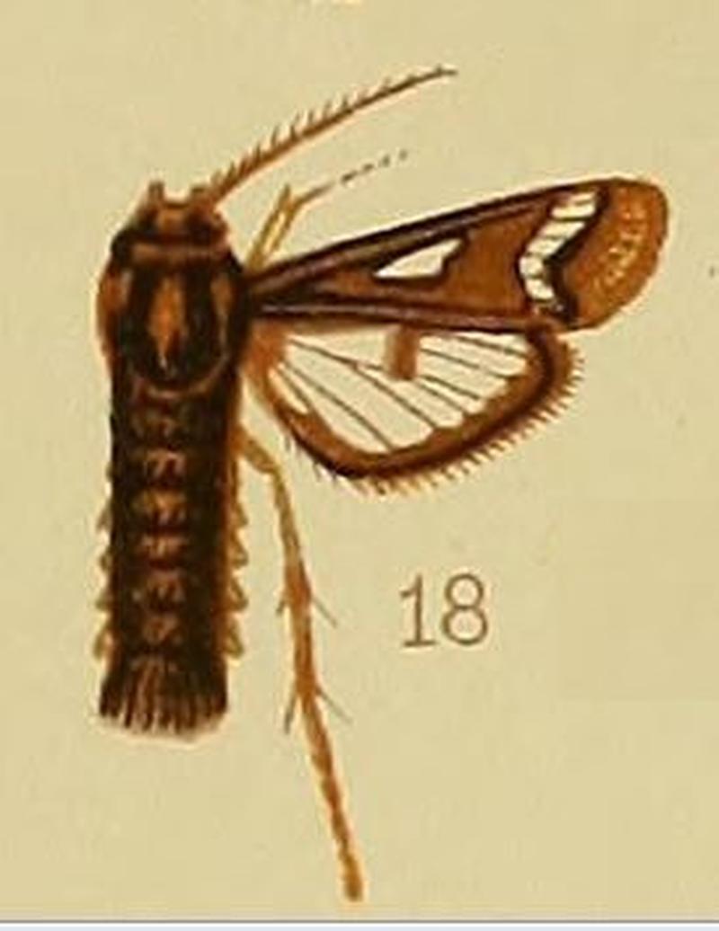 Pl.41-fig.18-Thyranthrene obliquizona (Hampson, 1910) (Lepidopoda)