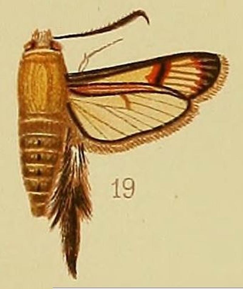 Pl.41-fig.19-Melittia oedipus Oberthür, 1878 (syn.M.ignidiscata)