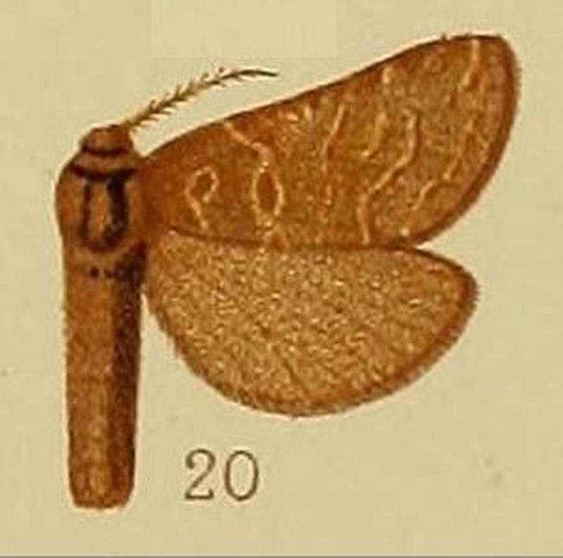 Pl.41-fig.20-Eudalaca holophaea (Hampson, 1910) (Dalaca)