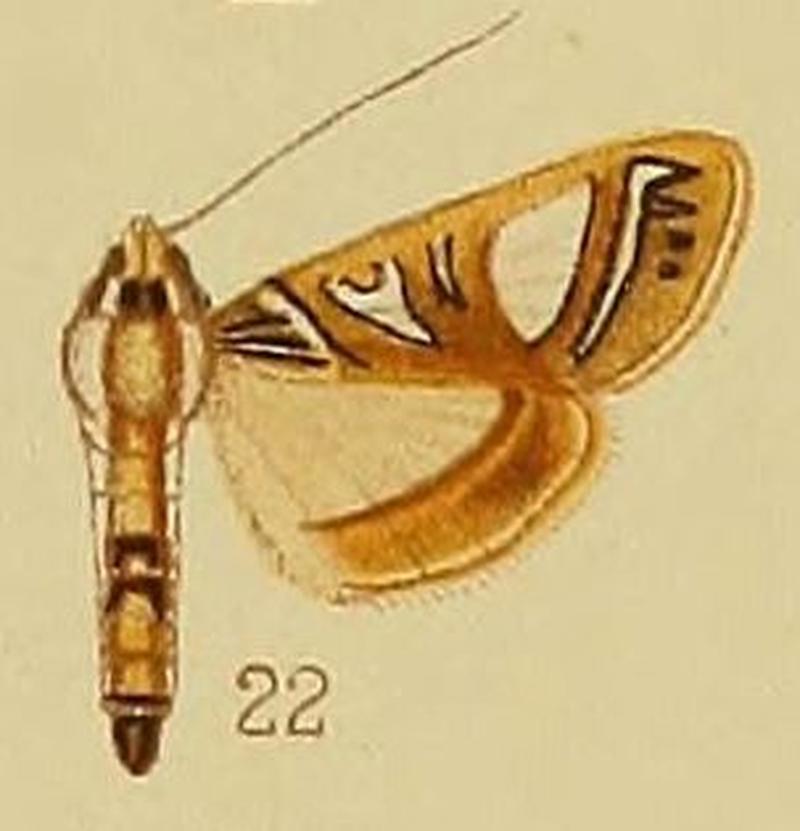 Pl.41-fig.22-Glyphodes boseae Saalmüller, 1880 (syn.G.mayottalis)