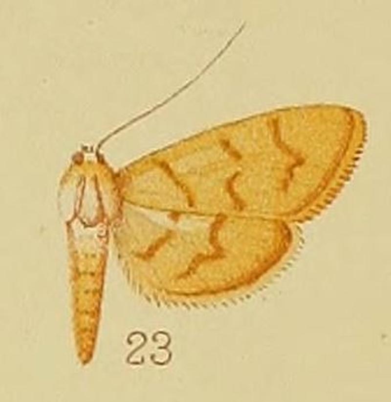 Pl.41-fig.23-Pyrausta rufilinealis Hampson, 1910