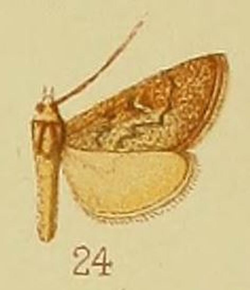 Pl.41-fig.24-Criophthona sabulosalis Hampson, 1910