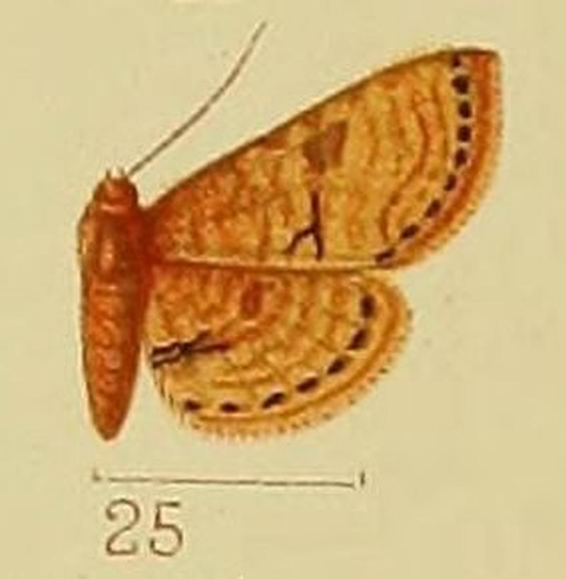 Pl.41-fig.25-Kalenga discata (Warren, 1905) (syn.R.discata)