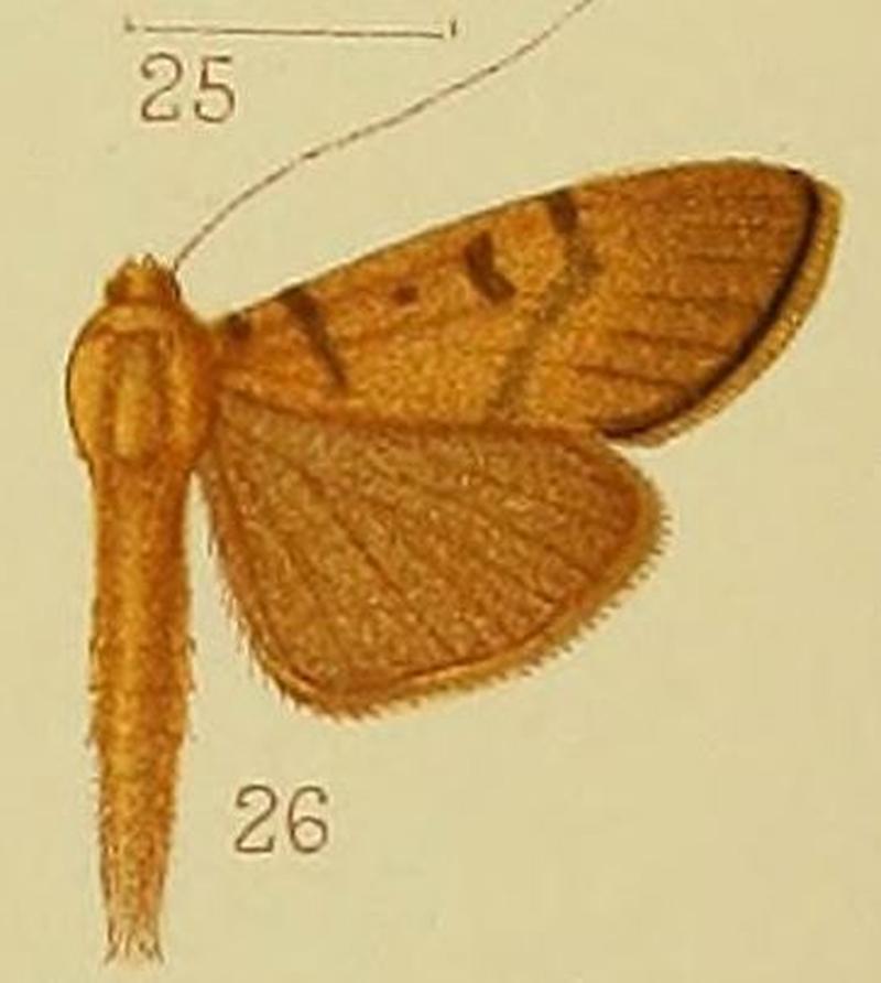 Pl.41-fig.26-Syllepte glebalis (Lederer, 1863) (syn.S.megastigmalis)