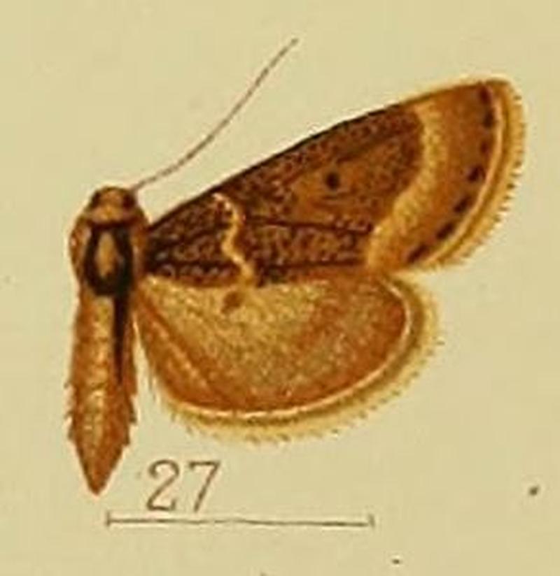 Pl.41-fig.27-Hypotia aglossalis (Hampson, 1906) (Constantia)
