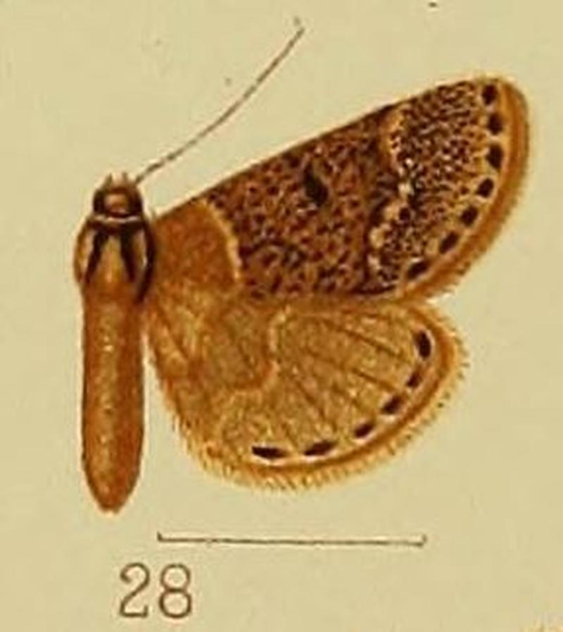 Pl.41-fig.28-Bostra tenebralis Hampson, 1906