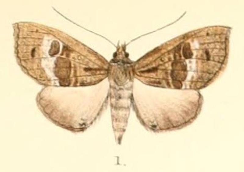 Pl.5-01-Coarica fasciata Moore, 1882