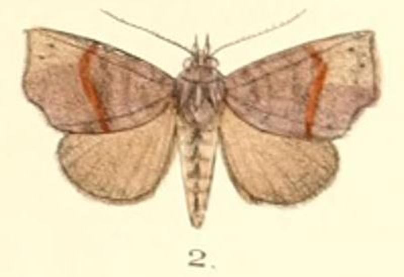 Pl.5-02-Thalatta fasciosa Moore 1882