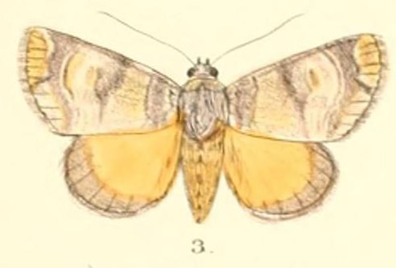 Pl.5-03-Antitrisuloides catocalina (Moore, 1882) (Tambana)
