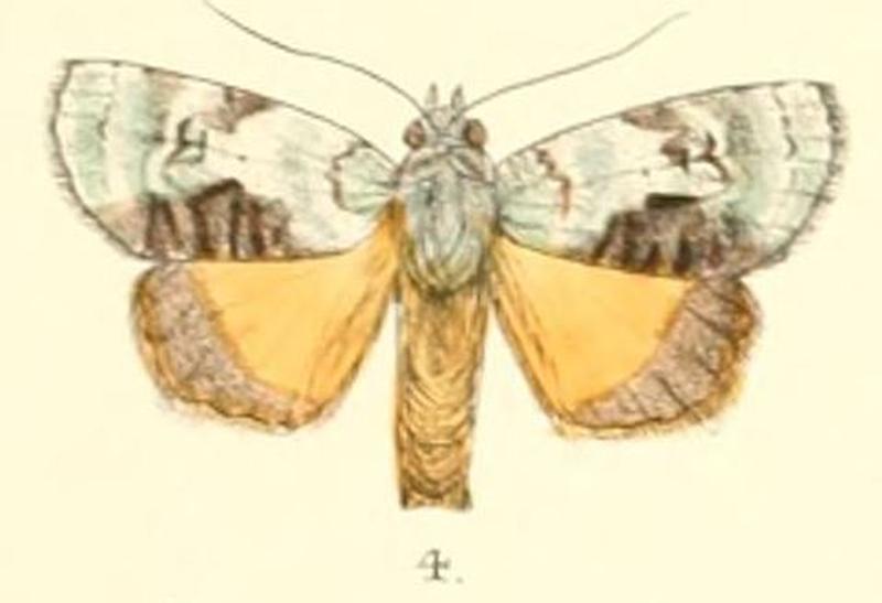 Pl.5-04-Blenina donans Walker, 1858