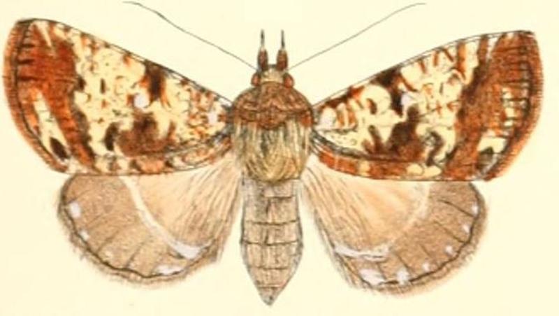 Pl.5-07-Viridistria thoracica (Moore, 1882) (Donda)