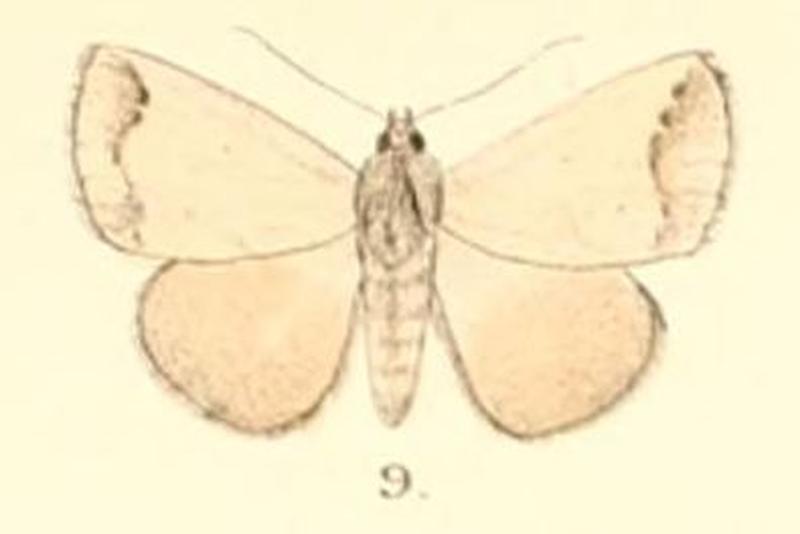 Pl.5-09-Bocula pallens (Moore, 1882) (Poaphila)