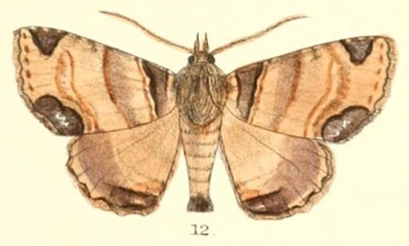 Pl.5-12-Sypnoides pannosa (Moore, 1882) (Sypna)
