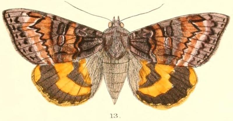 Pl.5-13-Catocala tapestrina Moore, 1882