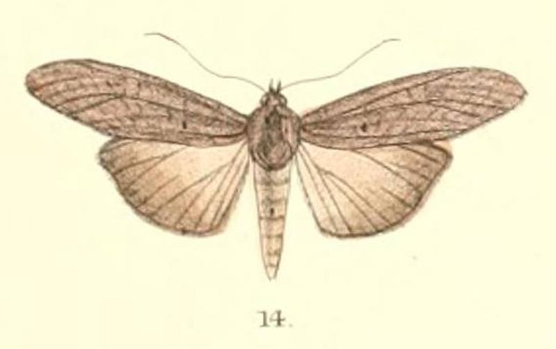 Pl.5-14-Lophoptera longipennis (Moore , 1882) (Sadarsa)