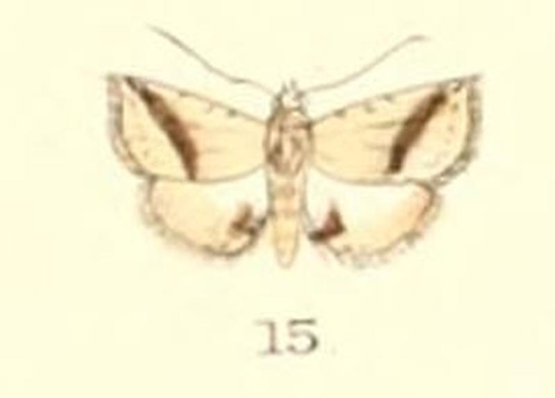 Pl.5-15-Eublemma pudica (Snellen, 1880) (syn.Mestleta acontioides)