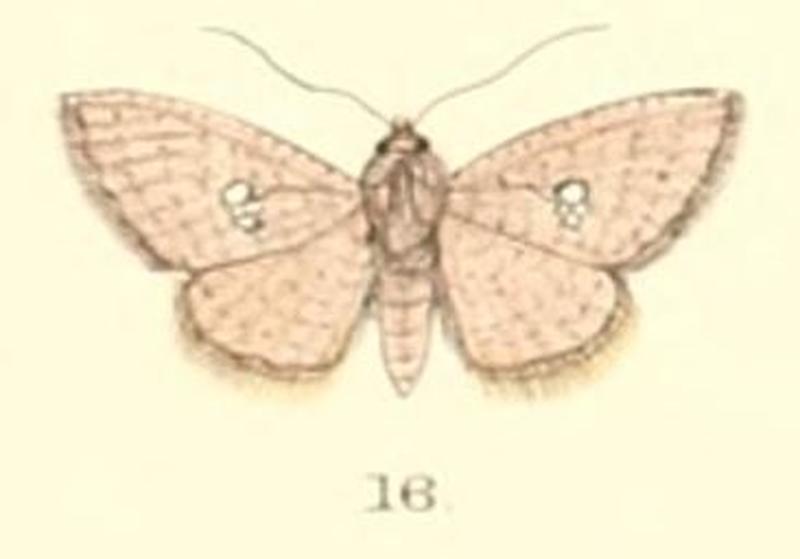 Pl.5-16-Banisia myrsusalis (Walker, 1859) (syn.Durdara lobata)