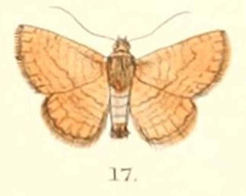 Pl.5-17-Striglina strigosa (Moore, 1882) (Sonagara)
