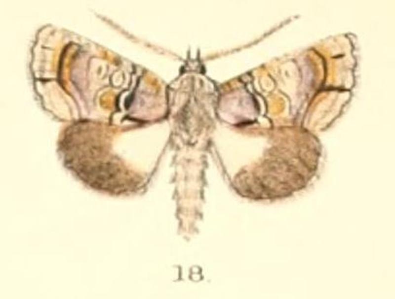 Pl.5-18-Aedia perdicipennis (Moore, 1882) (Anophia)