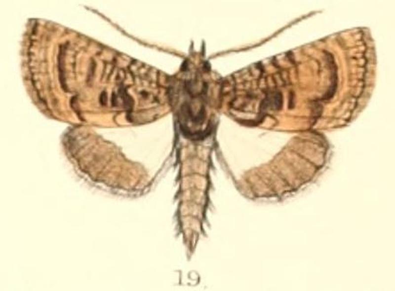 Pl.5-19-Catephia dentifera (Moore, 1882) (Zarima)