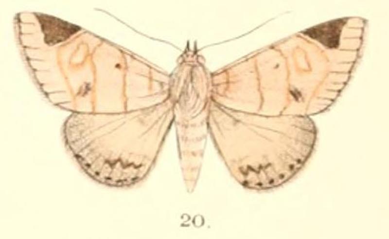 Pl.5-20-Dordura aliena Walker, 1865 (syn.Dordura apicialis)