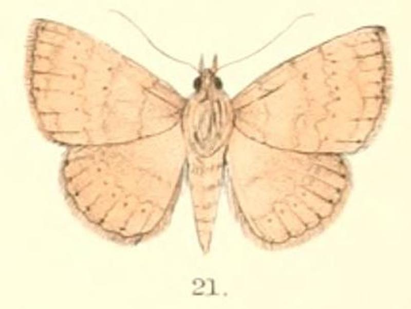 Pl.5-21-Attonda adspersa (Felder & Rogenhofer, 1874)