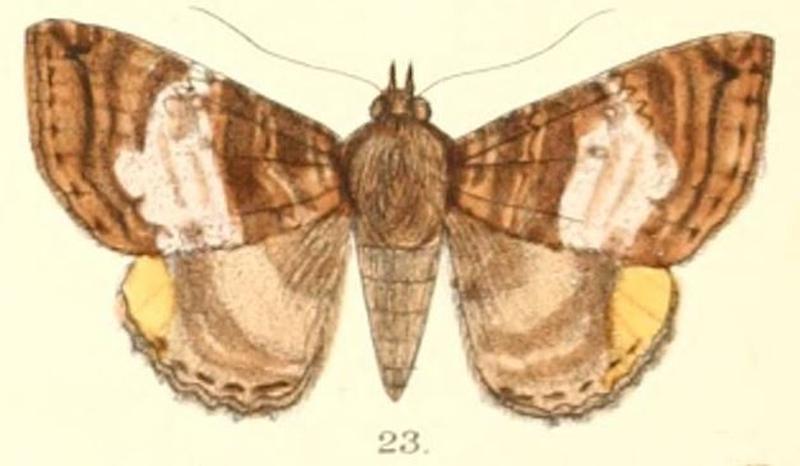 Pl.5-23-Daddala quadrisignata Walker, 1865