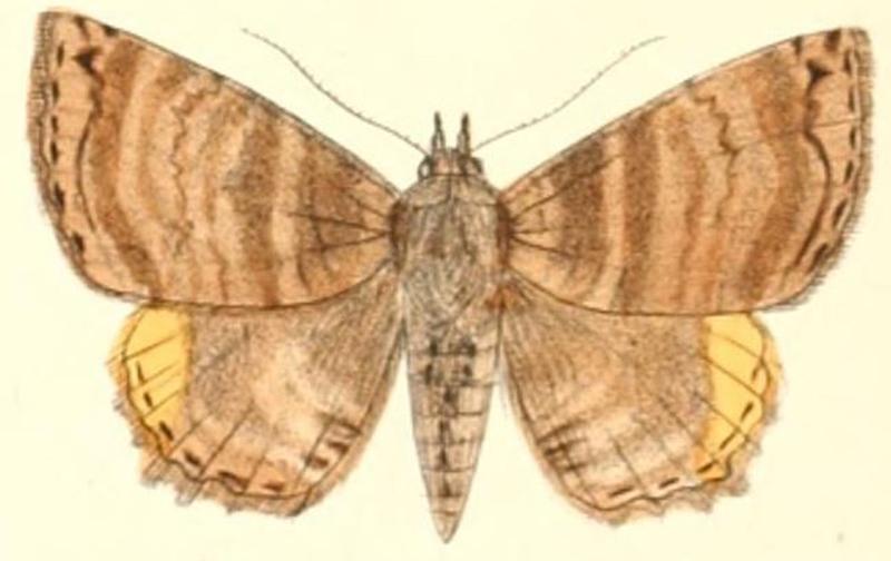 Pl.5-24-Daddala quadrisignata Walker, 1865